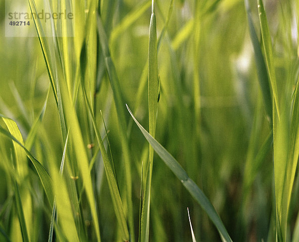 Grass Nahaufnahme.