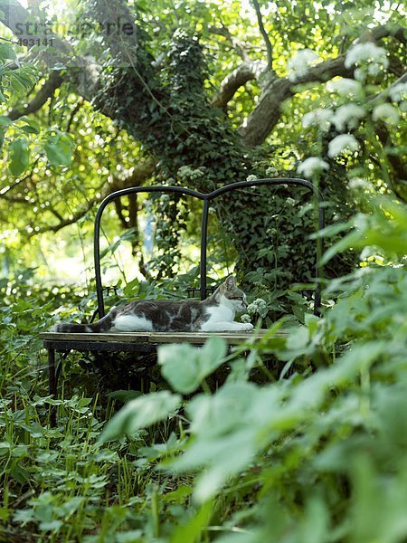 Eine Katze in einem Garten.