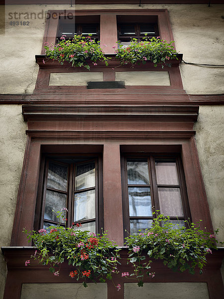 Windows mit Flowerpots auf der Außenseite.