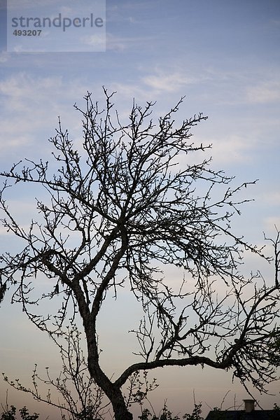 Silhouette der alten Obstbaum.