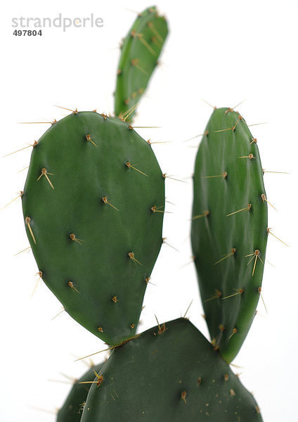 Kaktusfeigenkaktus