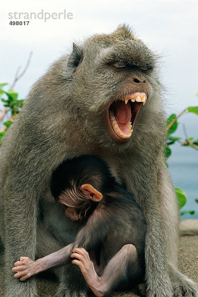 Indonesien  Makake mit Baby