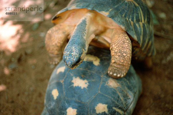 Madagaskar  Schildkrötenpaarung