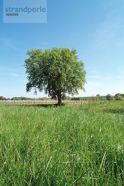 Feld mit Einzelbaum