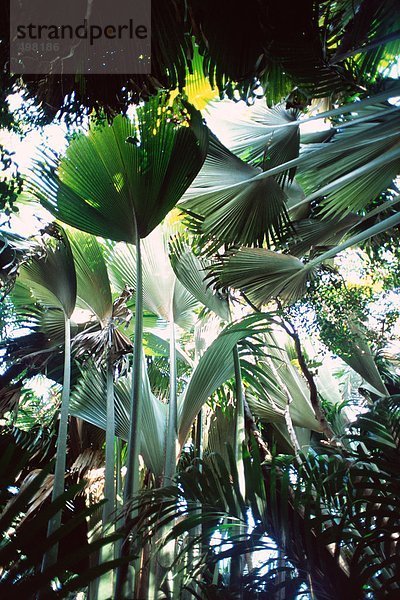 Seychellen  Insel Praslin  Naturschutzgebiet