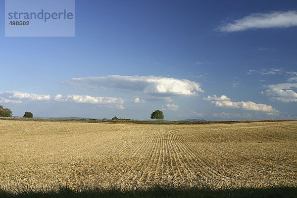 Frankreich  Jura  Weizenfeld