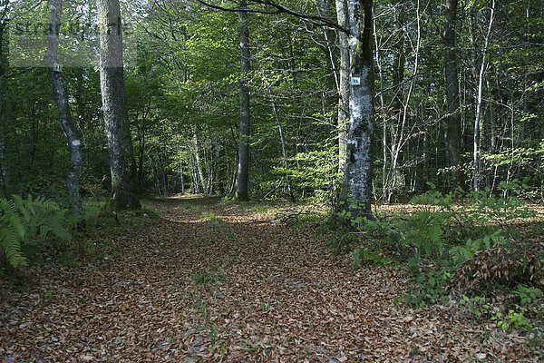 Frankreich  Jura  Chaux Forest