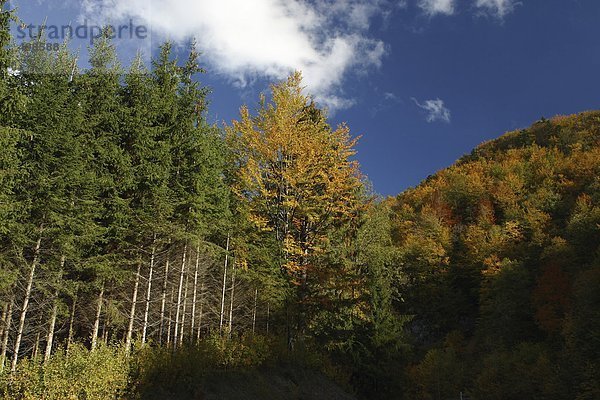 Frankreich  Jura  Bäume am Berghang im Herbst