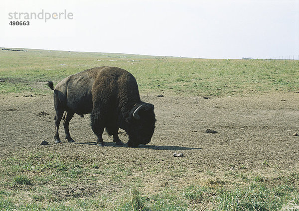South Dakota  Badlands National Park  Büffelweiden auf der Ebene