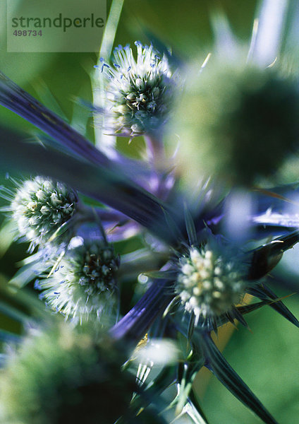 Distel  Nahaufnahme