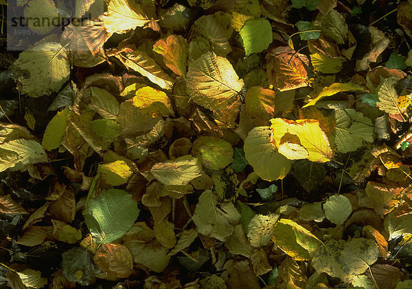 Stapel getrocknete Blätter
