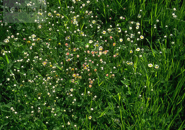 Wildblumen und Gras  Vollrahmen