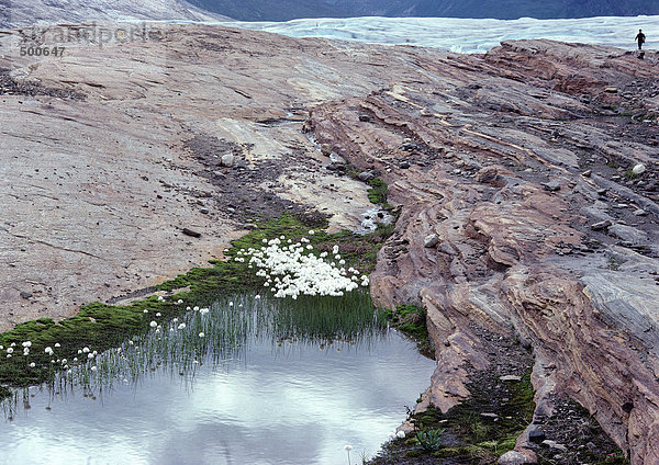 Norwegen  weiße Blüten auf dem Berggipfel in der Nähe des Gletschers
