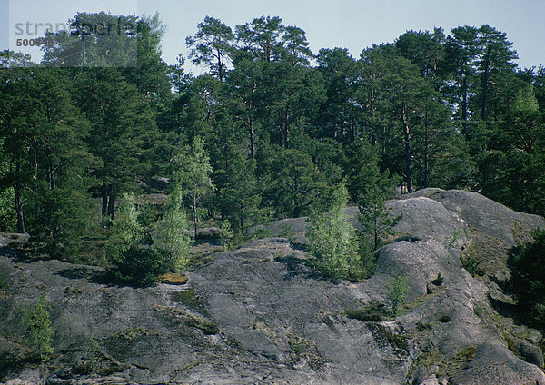Schweden  Felslandschaft und Bäume