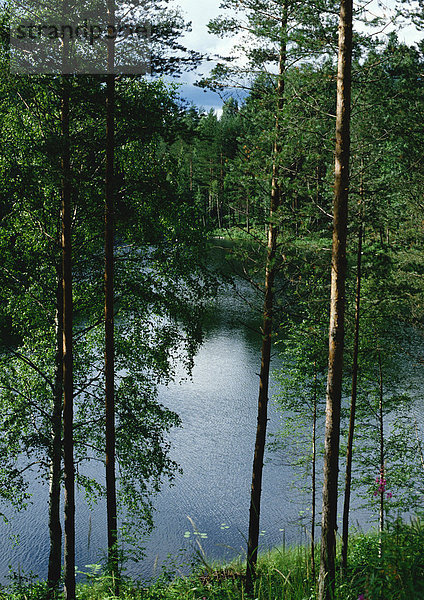 Finnland  Bäume am Seeufer