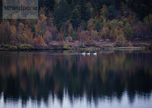 Drei Singschwäne (Cygnus cygnus) auf einem See in Finnland