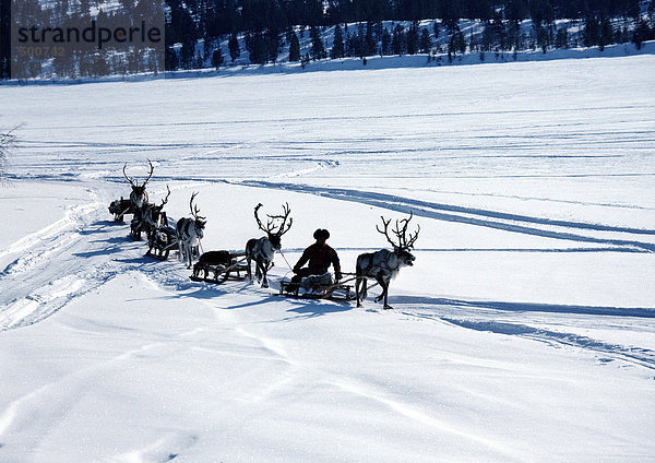 Finnland  Rentiere ziehen Schlitten über den Schnee