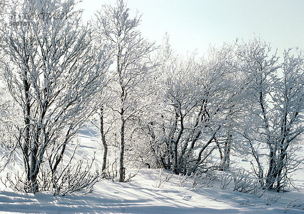 Finnland  schneebedeckte Bäume und Böden