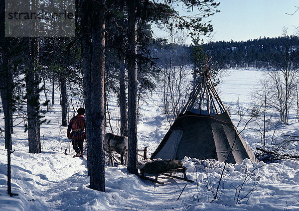 Finnland  Saami mit Rentier und Schlitten neben Zelt im Schnee