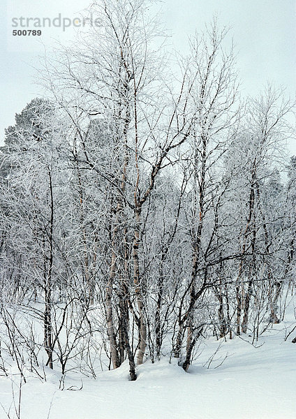 Schweden  schneebedeckte Bäume im Schnee