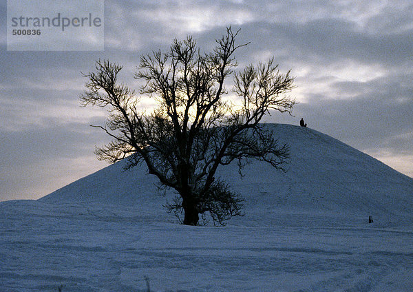 Schweden  kahler Baum und verschneiter Hügel