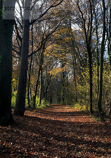 Weg durch den Wald im Herbst.