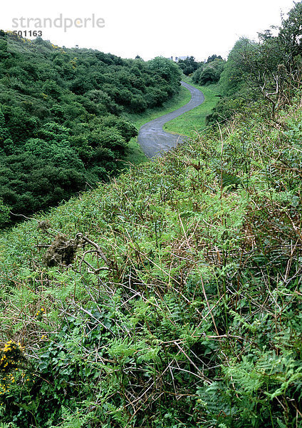 Straße durch niedrige Vegetation