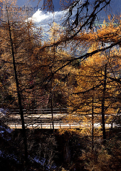 Straße durch den Wald im Herbst.