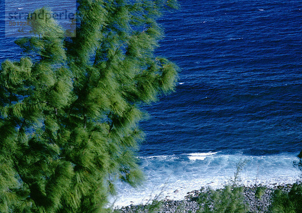 Baum mit Blick aufs Meer