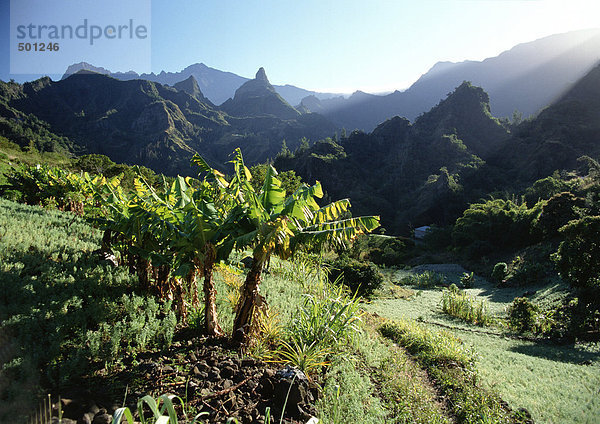 Sonnenbeleuchtete Palmen in Berglandschaft  Reunion (Französische Insel im Indischen Ozean)