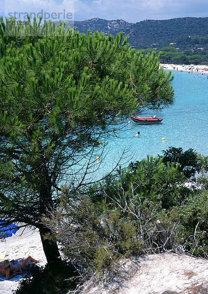 Kiefern mit Blick auf das Meer  Korsika  Frankreich
