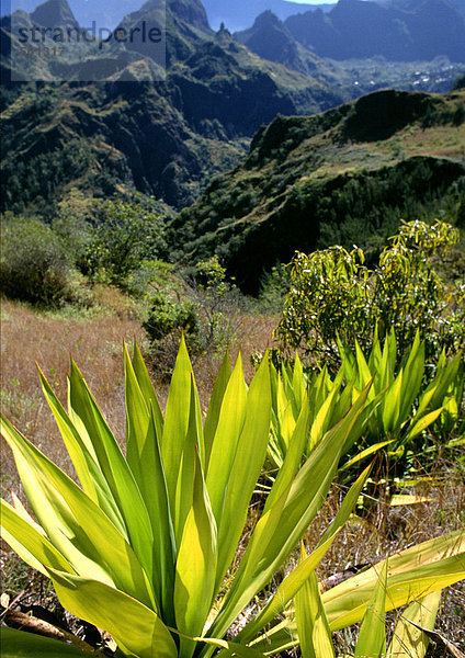Bergige tropische Landschaft  Reunion (Französische Insel im Indischen Ozean)