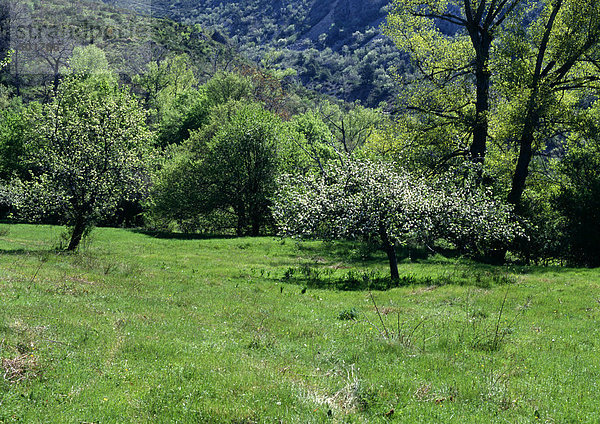 Frankreich  Provence  Feld mit Bäumen im Hintergrund