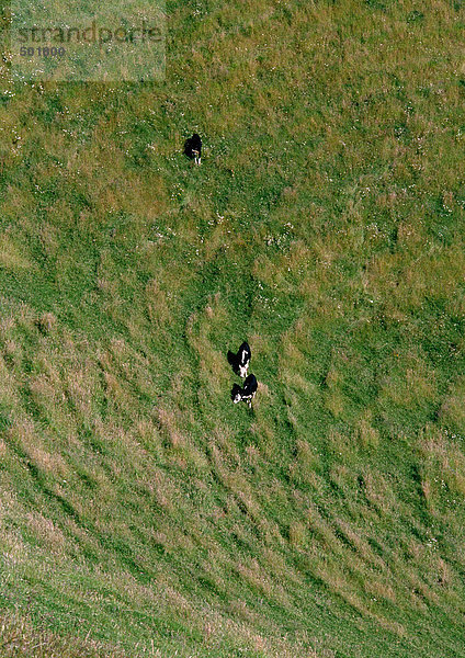 Neuseeland  Kühe auf einer Wiese  Luftaufnahme
