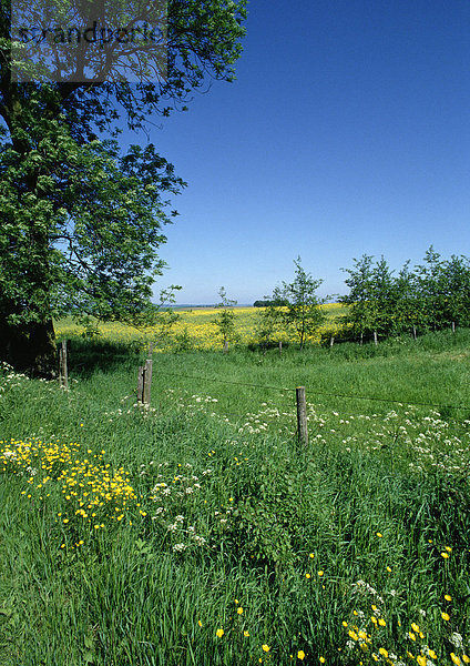 Frankreich  Picardie  Feld mit Wildblumen in Zaunnähe