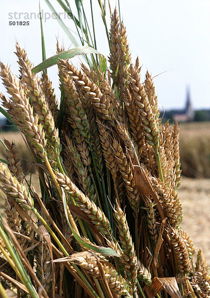 Frankreich  Picardie  Weizen  Nahaufnahme und Kirche verschwommen in der Ferne