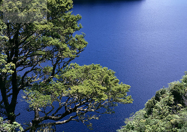 Neuseeland  Baum mit Blick auf das Wasser  hoher Blickwinkel
