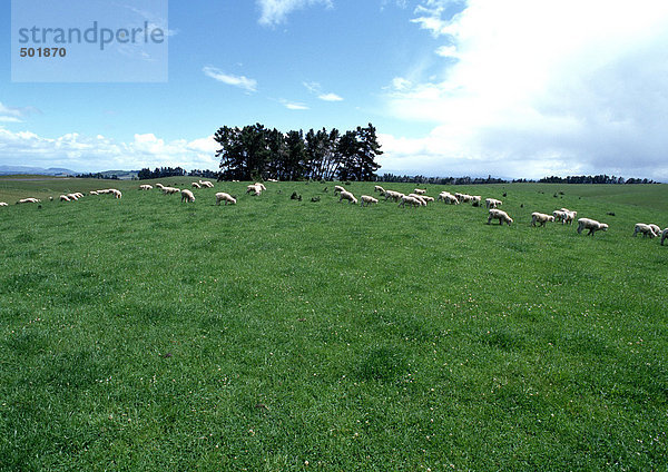 Neuseeland  Schafe auf der Weide