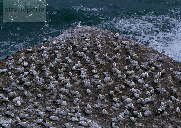 Neuseeland  Vögel auf Klippe über dem Meer sitzend  Hochwinkelansicht