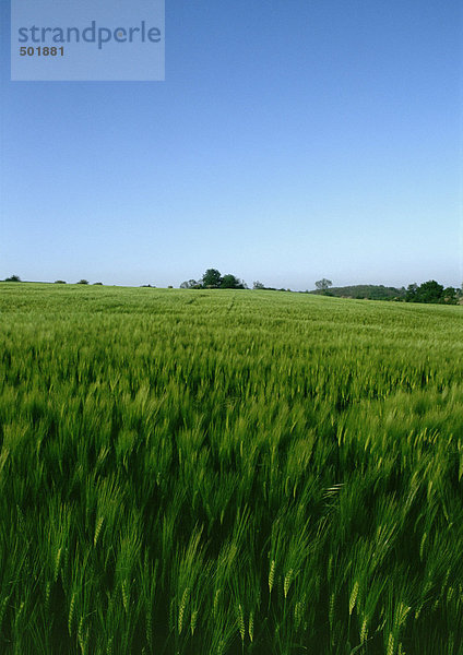 Frankreich  Picardie  grünes Gerstenfeld  blauer Himmel