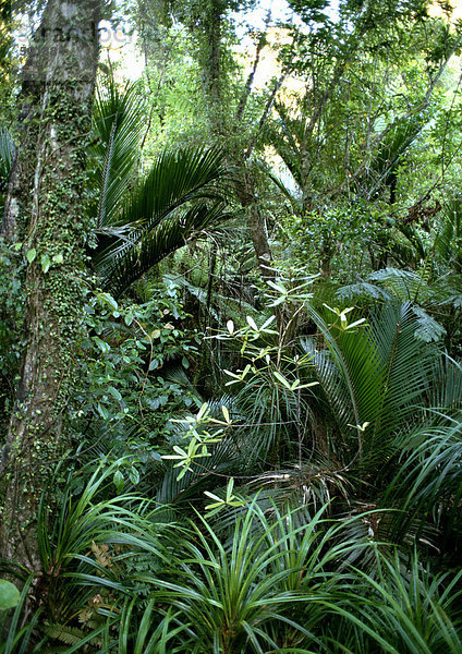 Neuseeland  Vegetation im Paparoa Nationalpark
