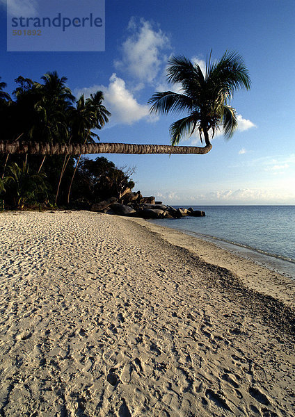Malaysia  Perhentian Besar Island  Palme über dem Strand hängend