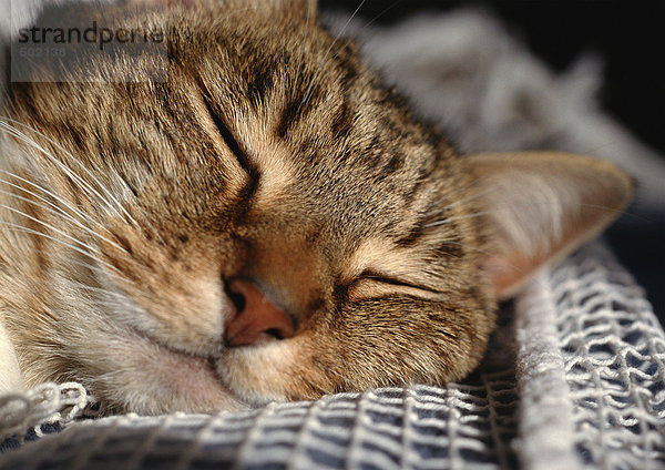 Katze schläft  Gesicht  extreme Nahaufnahme.