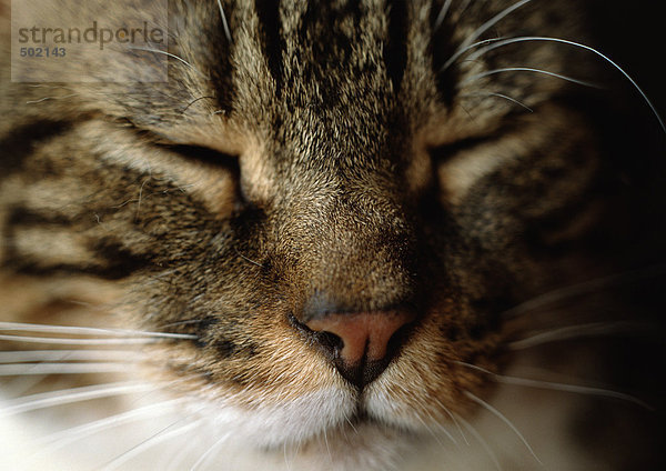 Schlafende Katze im Gesicht  Nahaufnahme