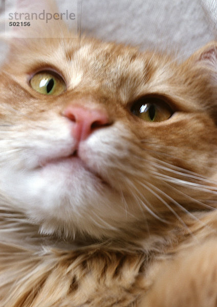 Cat's face  golden  close-up