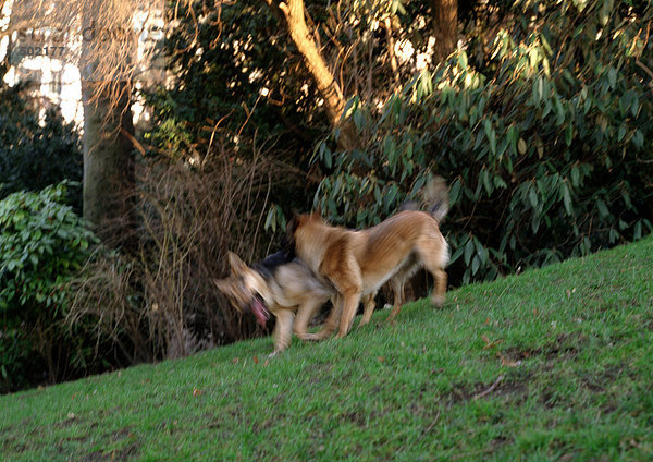 Zwei Hunde  die draußen auf Rasen spielen.