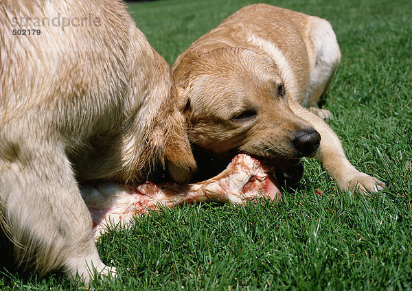 Welpe und Hund kauen auf Knochen im Gras.