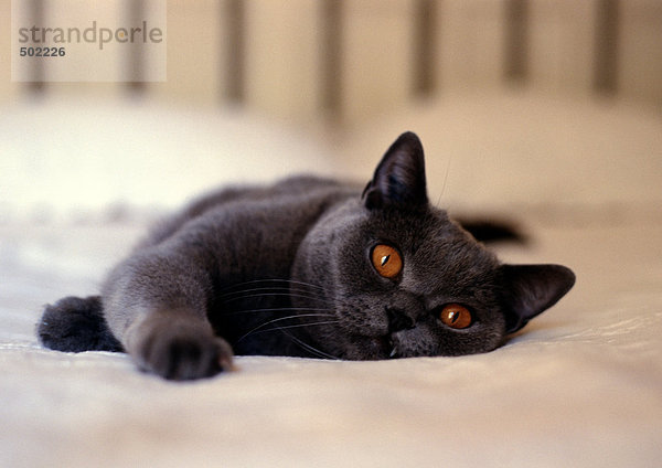 Graue Katze mit orangefarbenen Augen auf dem Bett liegend