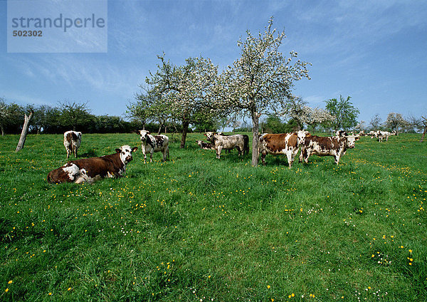 Kühe auf grüner Weide
