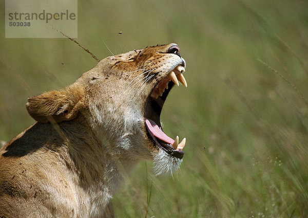 Afrika  Kenia  Löwenzähne  Konzentration auf den Kopf